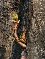 Begonia elnidoensis, upright tuberised stem of  green underside leaf individuals, El Nido, Palawan, Philippines