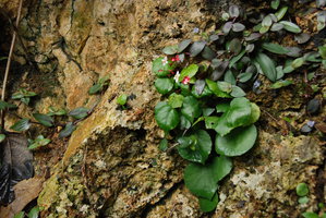 Begonia tabonensis and Cyanotis cristata on limestone sea cliff habitat, Tabon Cave, Lipuun Point, Palawan, Philippines