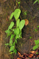 Begonia sp. peltate, close-up, Lake Kenyir, Trengganu, Malaysia