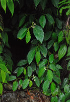 Begonia sp., waterfall, central cordillera,  Costa Rica