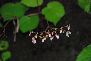 Begonia sp., waterfall, Quezon, Palawan, Mai 2011