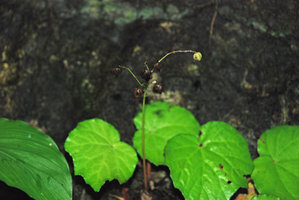 Begonia sp., waterfall, Quezon, Palawan, Mai 2011