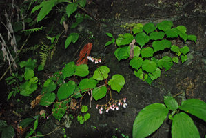 Begonia sp., waterfall, Quezon, Palawan, Mai 2011
