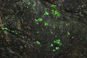 Begonia sp., waterfall, Quezon, Palawan, Mai 2011