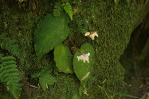 Begonia sp. flowering on a mossy vertical rock, Putao, Kachin, Myanmar