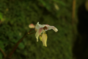 Begonia sp., male flowers, pinkish form, Putao, Kachin, Myanmar