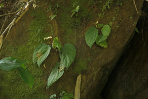 Begonia sp. on a mossy vertical rock, Putao, Kachin, Myanmar