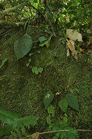 Begonia sp.,  pink flowered form on a mossy vertical rock, Putao, Kachin, Myanmar