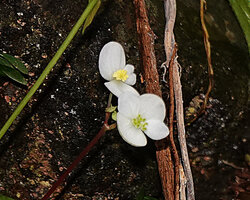 Begonia cf. muricata, four tepaled male and female flowers, Danau Wai Ela, Lima, Ambon, Moluccas