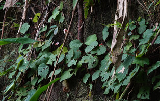 Begonia cf. muricata, population on a vertical rock face, Danau Wai Ela, Lima, Ambon, Moluccas