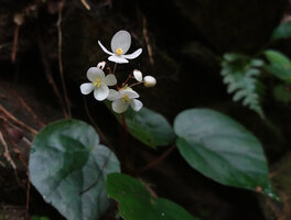 Begonia cf. muricata, four tepaled male and female flowers, Waisia waterfall, Seram, Moluccas