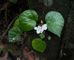Begonia cf. muricata, leaves and male flowers, Waisia waterfall area, Seram, Moluccas