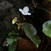 Begonia cf. muricata, male flower and downward recurved three equal winged maturing fruits, Waisia waterfall area, Seram, Moluccas