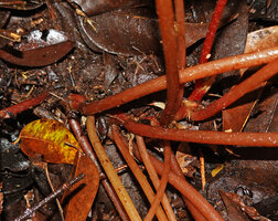 Begonia cf. muricata, creeping base of the stem with short internodes and long petioled leaves, Saleman, Seram, Moluccas
