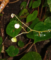Begonia cf. muricata, hanging down maturing fruit, Saleman, Seram, Moluccas