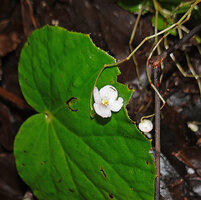 Begonia cf. muricata, male flower, Saleman, Seram, Moluccas