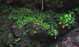 Begonia sp and Schismatoglottis sp., part of the population just receiving the spray of Waisia waterfall, Seram, Moluccas