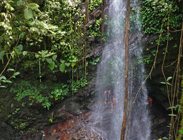 Begonia sp and young men under the permanent outflow of Waisia waterfall, Seram, Moluccas