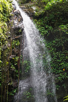 Begonia sp covering the vertical rock face under the permanent spray and outflow of Waisia waterfall, Seram, Moluccas