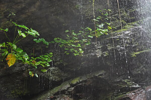 Begonia sp creeping on vertical rock face under permanent outflow, Waisia waterfall, Seram, Moluccas