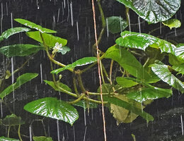 Begonia sp, hairy stems and petioles and female flower, Waisia waterfall, Seram, Moluccas