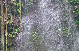 Begonia sp on the vertical rocks under the permanent outflow of Waisia waterfall, Seram, Moluccas