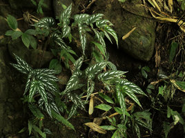 Begonia mariachristinae, looking like a beautiful silvery white refractive patched form of Begonia longifolia, Putao, Kachin, Myanmar