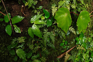 Begonia vermeulenii and Elatostema sp., both species exhibiting similar peltate, asymmetric, succulent and scalloped margin leaves, Sarambu Sikore waterfall, Tana Toraja, South Sulawesi