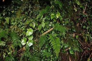 Begonia vermeulenii and Elatostema sp., both species with similar peltate, asymmetric, succulent and scalloped margin leaves, Sarambu Sikore waterfall, Tana Toraja, South Sulawesi