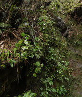 Begonia vermeulenii, population of plain green and brown patched individuals in habitat, Sarambu Sikore waterfall, Tana Toraja, South Sulawesi