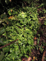 Begonia sp., a large homogeneous patch of the plain green form, probably due to vegetative propagation through natural leaf cuttings, Karawari, East Sepik, Papua New Guinea