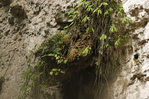 Begonia siregarii  and a hanging Boehmeria on humid mossy limestone ledge, base of Gunung Kongkang, Buntu Pune, Tana Toraja, South Sulawesi