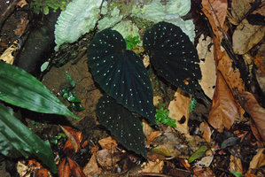 Begonia cf. erythrogyna, black leaves and snow white dots, Poring, Kinabalu NP, Sabah, Borneo