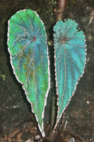 Begonia cf. nothobaramensis, blue and green iridescence under flash light