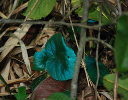 Begonia sp, Blue leaf iridescence, Hinboun, Laos