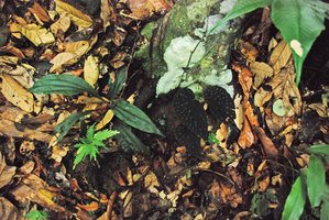 Begonia cf. erythrogyna, cryptic in habitat, black leaves and snow white dots, Poring, Kinabalu NP, Sabah, Borneo