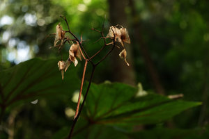 Begonia popenoei, an escaped Central American species, dry capsules, base of Buntu Burake, Tana Toraja, South Sulawesi