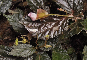 Begonia sp., female flower and branched male inflorescence, Karawari, East Sepik, Papua New Guinea