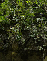 Begonia hooveriana, flowering and fruiting population  just above the sepultures buried in the karst, Buntu Londa, Tana Toraja, South Sulawesi
