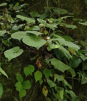 Begonia ozotothrix flowering on mossy limestone boulder, Camba, Maros, South Sulawesi
