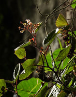 Begonia siregarii, flowering stem with basal female flowers and much branched male part of inflorescence, base of Gunung Kongkang, Buntu Pune, Tana Toraja, South Sulawesi