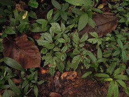 Begonia sp., green form with silver  refringent spots, Karawari, East Sepik, Papua New Guinea