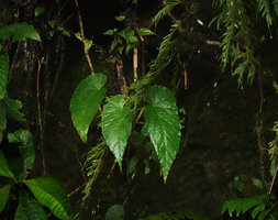 Begonia aptera in deep shade of forest understory, cloud fores 1200 m aslt, Wara Barat, Palopo, South Sulawesi