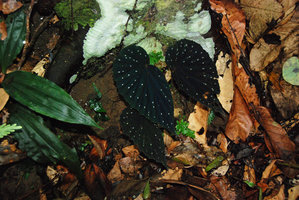 Begonia cf. erythrogyna in habitat, black leaves and snow white dots, Poring, Kinabalu NP, Sabah, Borneo