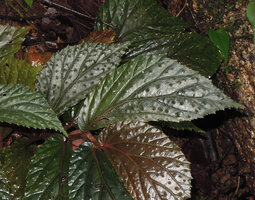 Begonia sp., leaf surface with bumps ending in translucent stiff hairs acting like optic fibers and resulting in higher chlorophyll concentration around the base of the hair, Karawari, East Sepik, Papua New Guinea