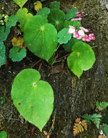 Begonia sp. leaves and flowers, Acul, Nebaj, Quiche, Guatemala