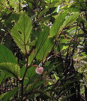 Begonia calliantha, male flower, Rondon Ridge, 2000 m asl, Mount Hagen, Papua New Guinea