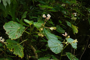 Begonia hooveriana, male flowers and maturing capsules, Buntu Londa, Tana Toraja, South Sulawesi