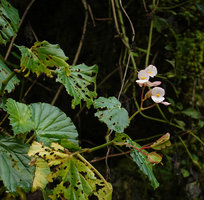 Begonia hooveriana, male flowers and maturing fruits, Buntu Londa, Tana Toraja, South Sulawesi