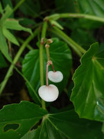 Begonia hooveriana male flowers, Bambapuang, Enrekang, South Sulawesi